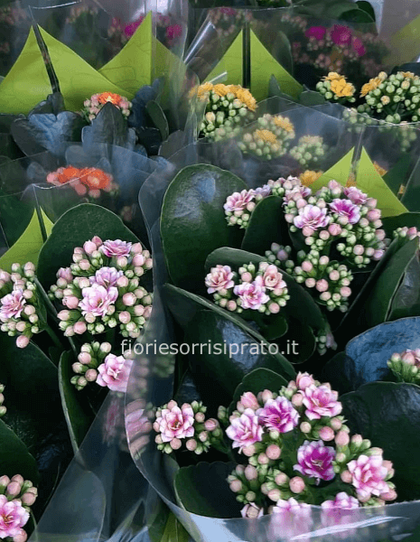 Piantine di Kalanchoe colorate