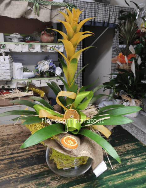 Pianta di guzmania