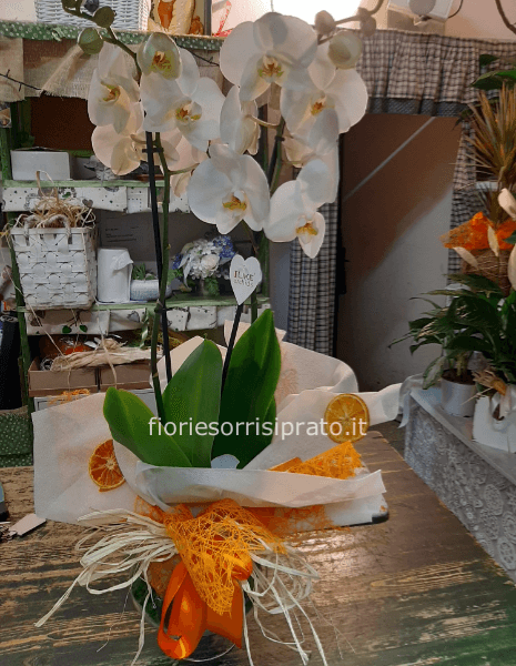 Pianta di phaleonopsis bianca