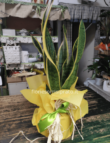 Pianta di sansevieria misura media