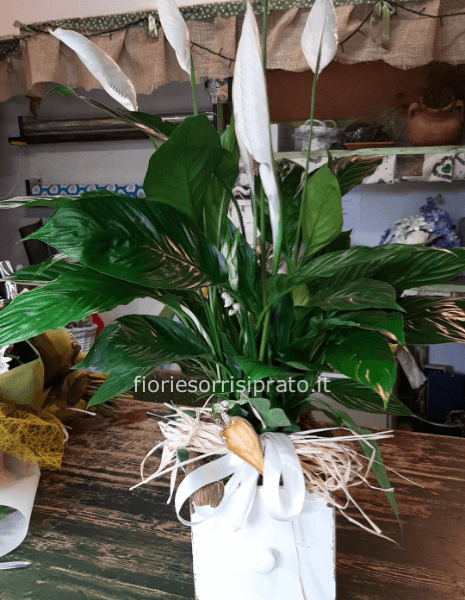 Pianta di Spathifillum