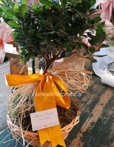 Pianta di ficus bonsai con cestino.