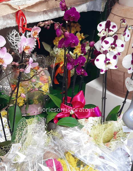 Pianta di Phaleonopsis, diversi colori a richiesta.