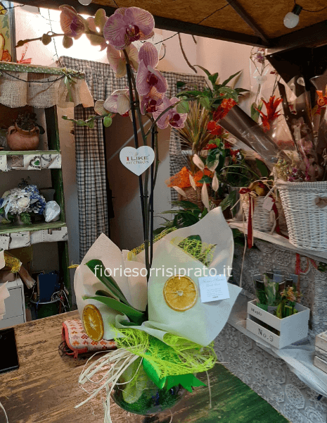 Pianta di Phaleonopsis rosa 