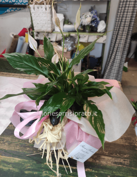 Pianta di Spathifillum misura piccola