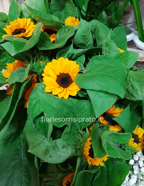 Girasoli a steli da comporre.