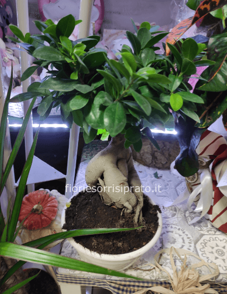 Pianta Bonsai misura grande