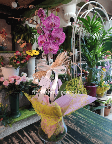 Pianta di Phaleonopsis rosa sfumata