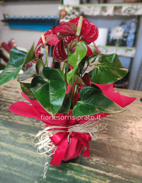 Pianta di anthurium rosso misura piccola