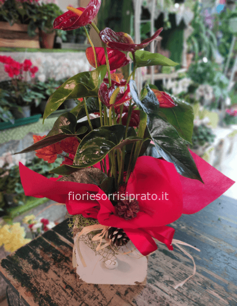 Pianta di anthurium con cassettino bianco