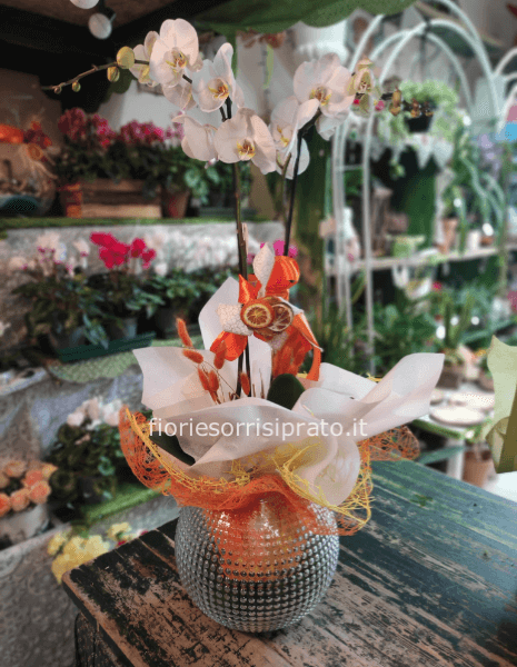 Pianta di Phaleonopsis bianca 