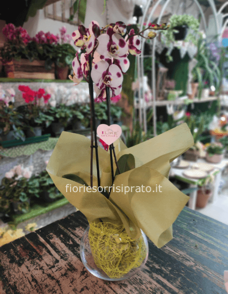 Pianta di Phaleonopsis bianca e viola