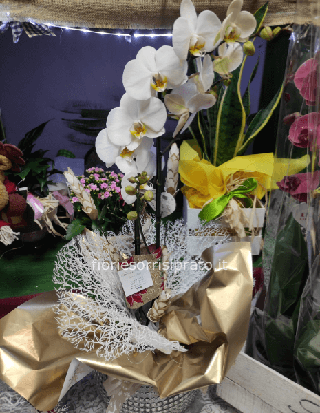 Pianta di Phaleonopsis bianca con vaso di vetro tondo