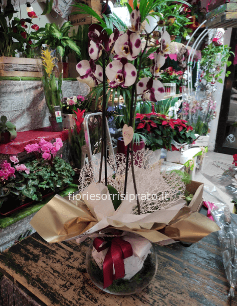 Pianta di Phaleonopsis bianca e viola con vaso di vetro tondo