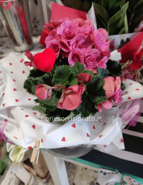 Pianta di Begonia fiorita