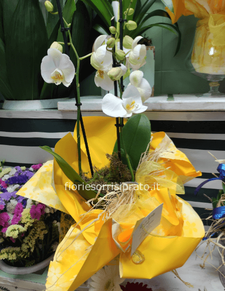 Orchidea bianca a 2 rami