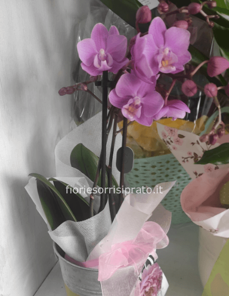 Pianta di Mini orchidea viola 