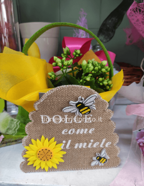 Kalanchoa con cestino dolce come il miele 