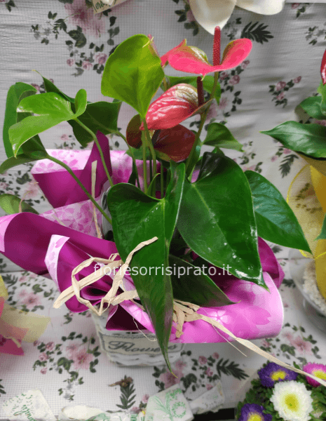 Anthurium con cestino flowers