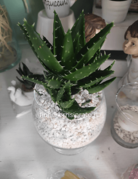 Pianta grassa con vasetto di vetro