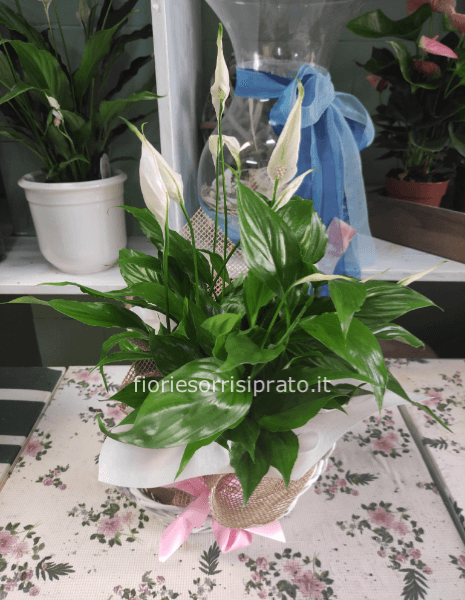 Pianta di Spatifilium