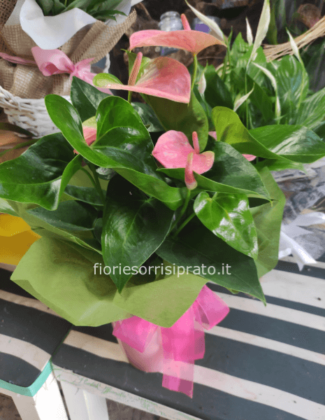 Pianta di Anthurium