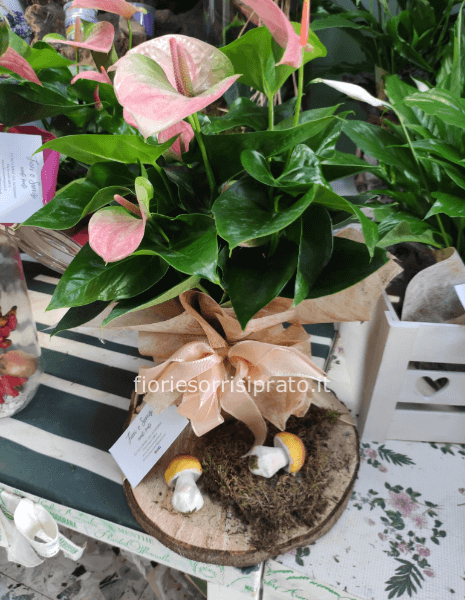 Pianta di Anthurium con tronco di legno