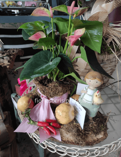 Pianta di Anthurium con composizione con bimbo