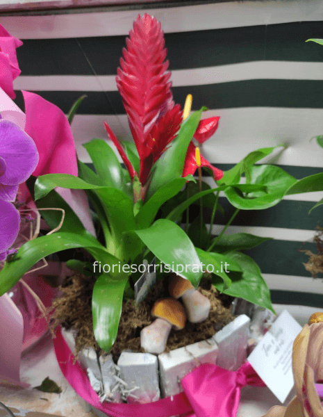 Composizione di piante di anthiurium e gusmania