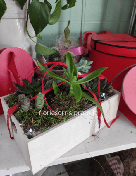 Cassetta con piante grasse