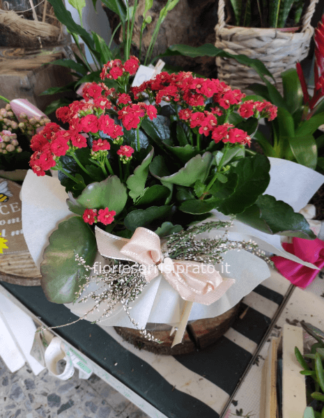 Pianta di Kalanchoa rossa