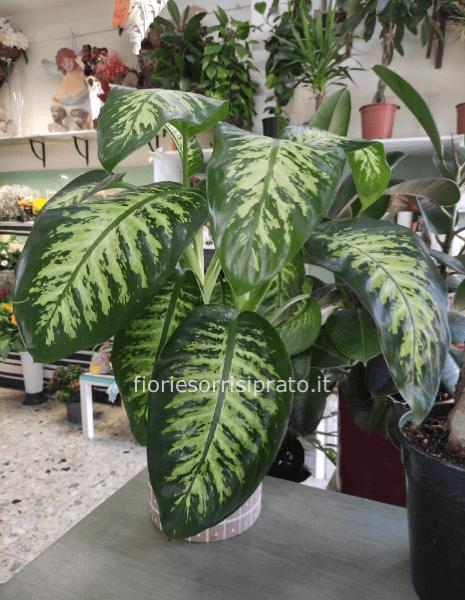 Pianta di Calathea solo pianta