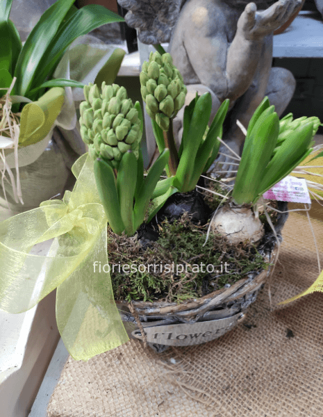 Composizione di bulbi 