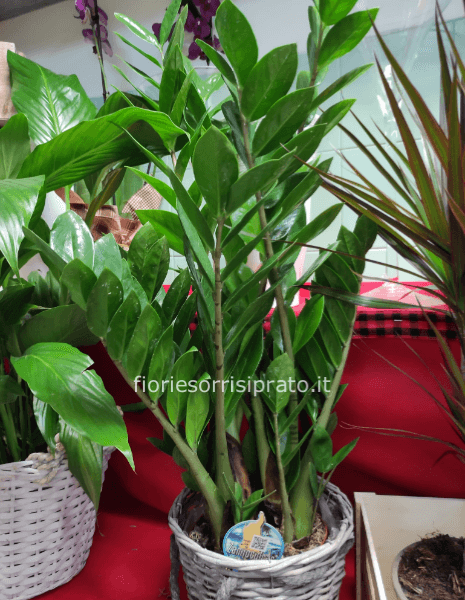 Pianta di Zamia