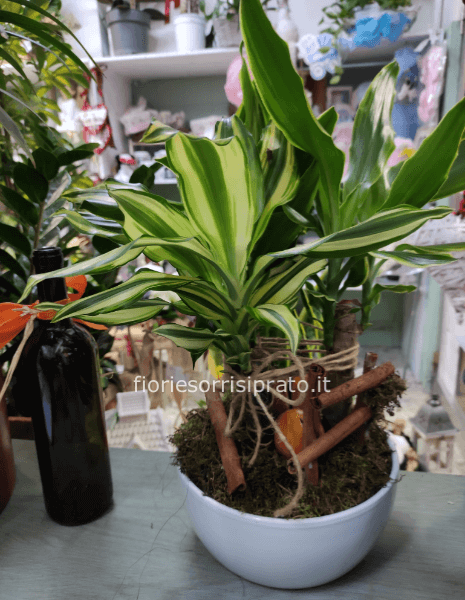 Composizione con trochetti della felicità 