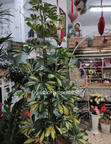 Pianta di Schefflera