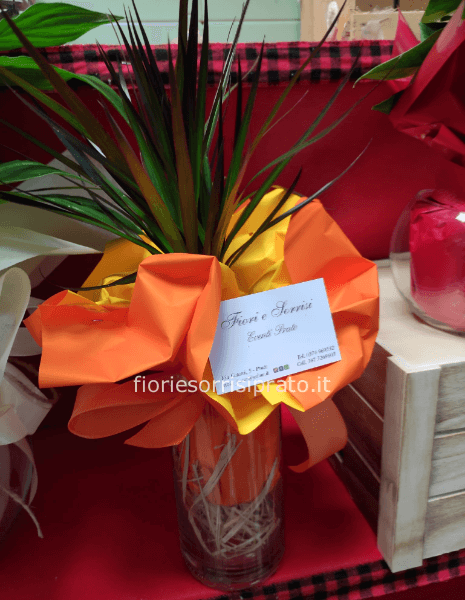 Pianta trochetto della felicità