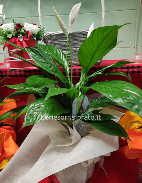 Pianta di Spatifilium