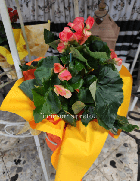 Pianta di Begonia