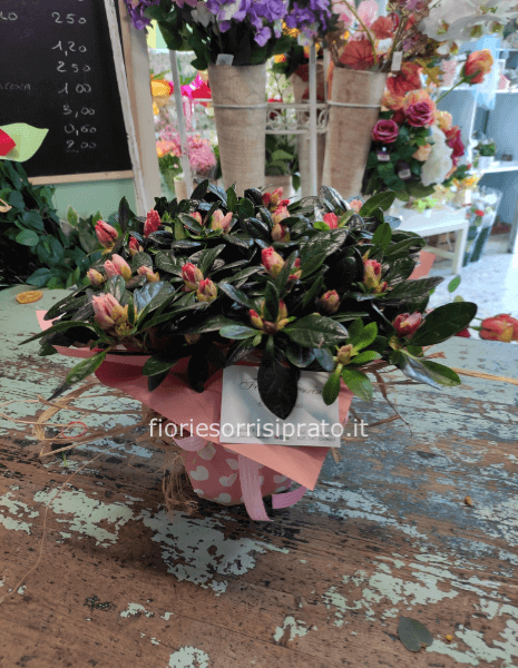Pianta di Azalea