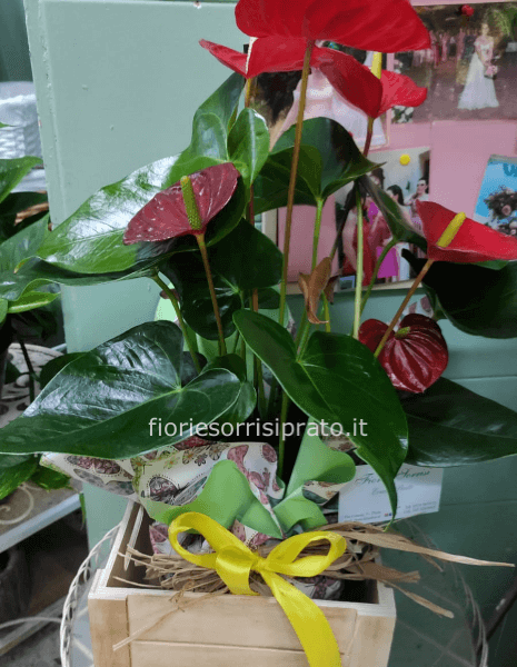 Pianta di anthurium con cassetta