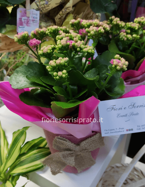 Pianta di kalanchoa con cestino fiocco