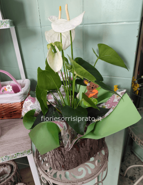 Anthurium bianco