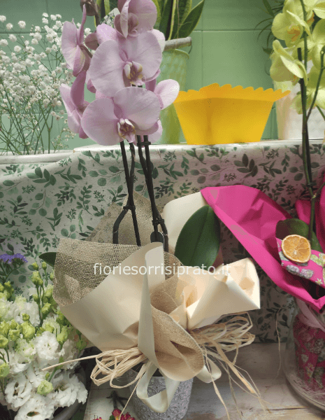 Pianta di orchidea rosa