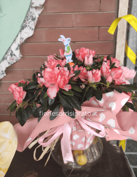 Azalea fiorita