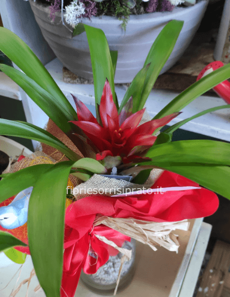 Pianta di gusmania rossa