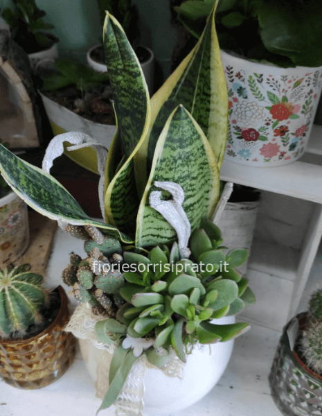 Composizione di piante grasse