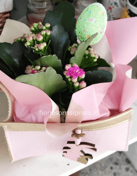 Pianta di kalanchoa con borsina rosa