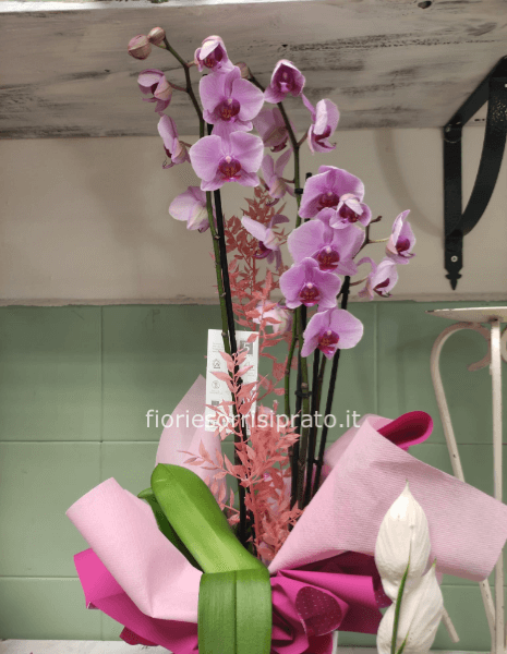 Pianta di orchidea