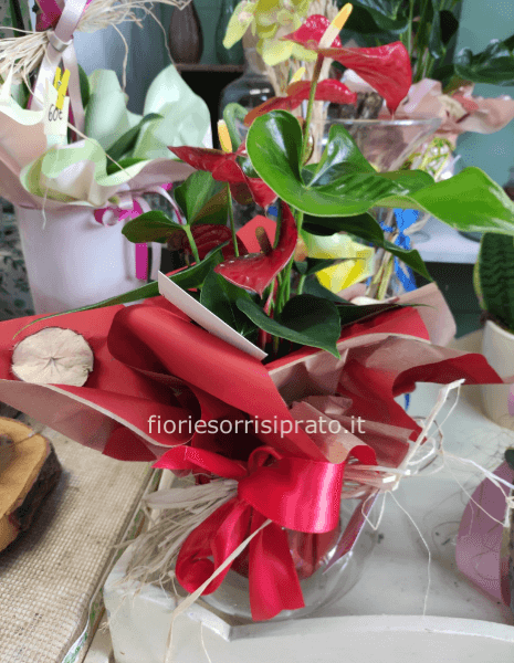 Pianta di anthurium con vaso di vetro